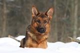 BERGER ALLEMAND 489